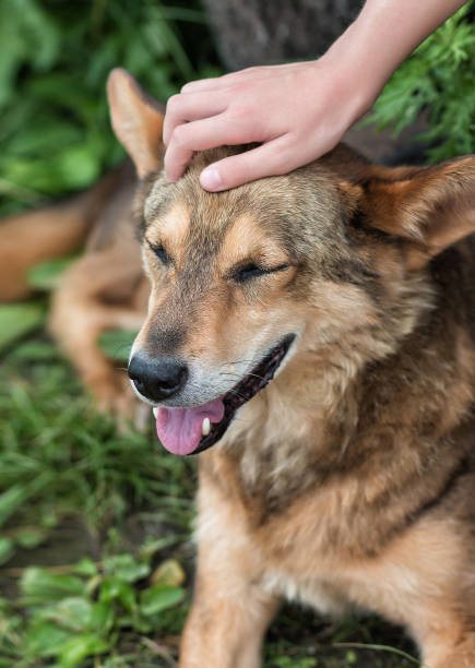 istock A child's hand strokes a big dog. 1391025378