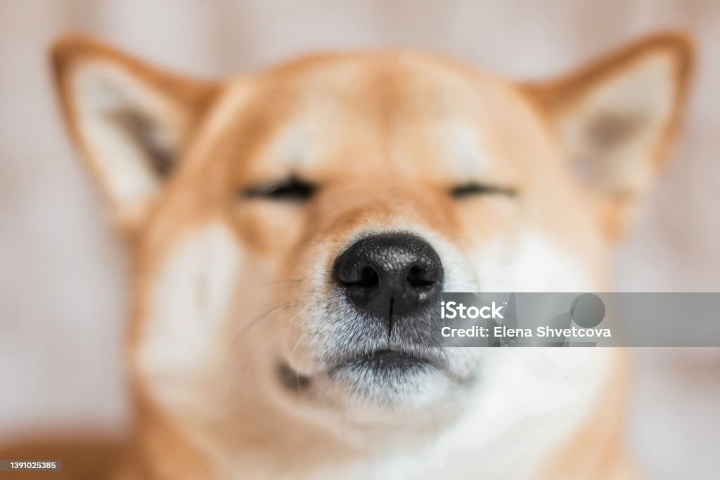Close up portrait of a Shiba inu dog. Selective focus. Dog nose. Close up portrait of a Shiba inu dog. Selective focus. Dog nose. Front view Sherbro People Stock Photo