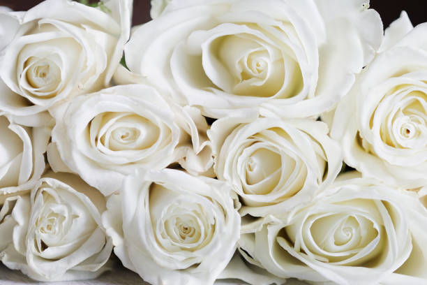 istock Beautiful Long Stem White Rose Background 1391025606