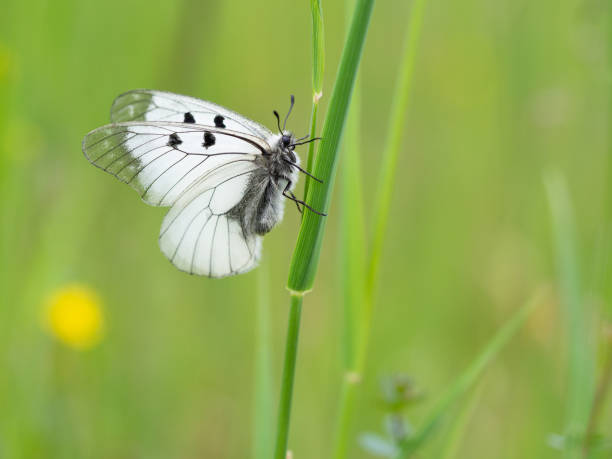 istock Clouded Apollo (Parnassius mnemosyne) butterfly in a meadow 1391025861