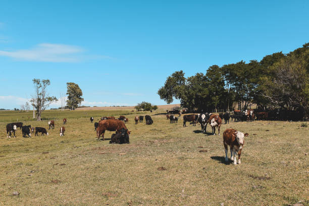 istock Cattle in Argentine countryside, 1391026955