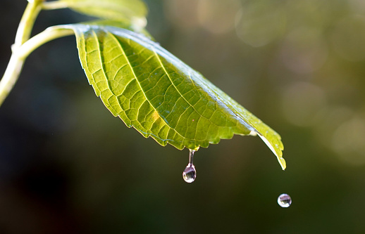 Raindrops falling onto a green leaf