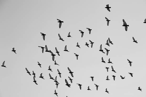 istock Flock of birds flying in the sky 1391027395