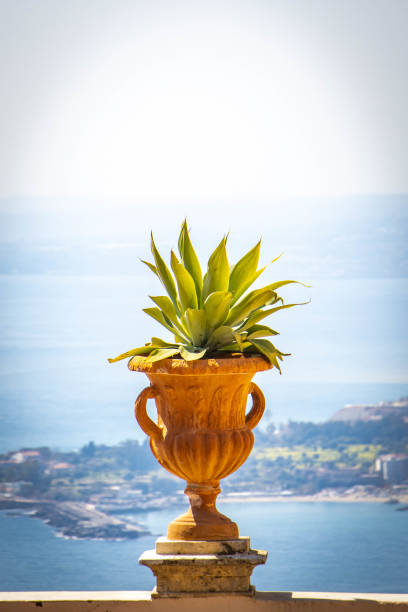 flowerpot and agave with sea in background