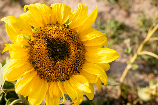 a close up of a sunflower in bloom with a charming yellow color