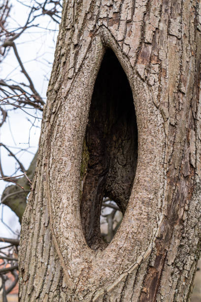 creux dans le tronc d’un vieil arbre - bark elm tree oak tree wood photos et images de collection