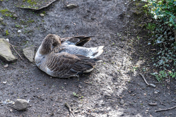 istock Goose preening itself on a riverbank 1391028927