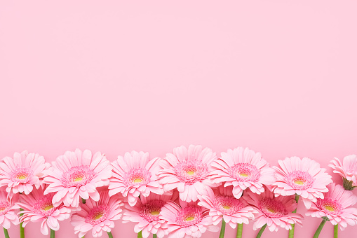 Bunch of pink gerberas flowers on a pink background. Mothers Day, Valentines Day, birthday concept. Top view, copy space