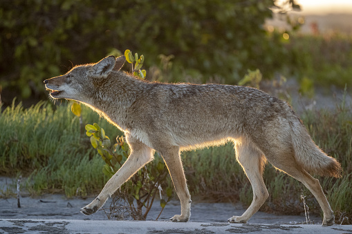 coyote in baja california sur beach at sunset