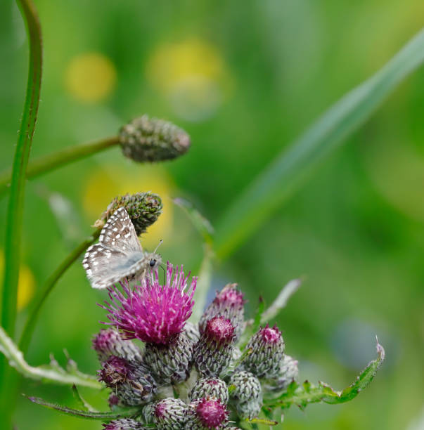 Pyrgus malvae, the grizzled skipper, is a butterfly species from the family Hesperiidae. It is a small skipper (butterfly) with a chequered pattern on its wings that appears to be black and white. This butterfly can be found throughout Europe and is common in central and southern regions of England. The butterfly prefers three major types of habitat: woodland, grassland, and industrial. Eggs are laid on plants that will provide warmth and proper nutrition for development, such as A. euphoria. As larvae, their movement is usually restricted to a single plant, on which they will build tents, unless they move onto a second host plant. Larvae then spin cocoons, usually on the last host plant they have occupied, where they remain until spring. Upon emerging as adult butterflies, grizzled skippers are quite active during the day and tend to favour blue or violet-coloured plants for food. They also possess multiple methods of communication; for example, vibrations are used to communicate with ants, and chemical secretions play a role in mating. Exhibiting territorial behaviour, males apply perching and patrolling strategies to mate with a desired female.Habitat: Although grizzled skippers occupy three major forms of habitats, they tend to settle in environments with spring nectar plants, larval food plants (agrimony, creeping cinquefoil, wild strawberry, tormentil), ranker vegetation, and edges with scrub or woodland. Host plants are from the family Rosaceae with a focus on Agrimonia eupatoria as well as Potentilla. Flight Season: Grizzled skippers produce one brood per season and are in flight from the middle of March to the middle of July. This Picture is made during a long weekend in the Eifel (Germany) in June 2019.