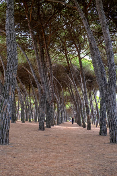 istock Forest with maritime pine trees with trunks and a woman's silhouette walking. Mediterranean region, Tuscany, Marina di Carrara. 1391032338