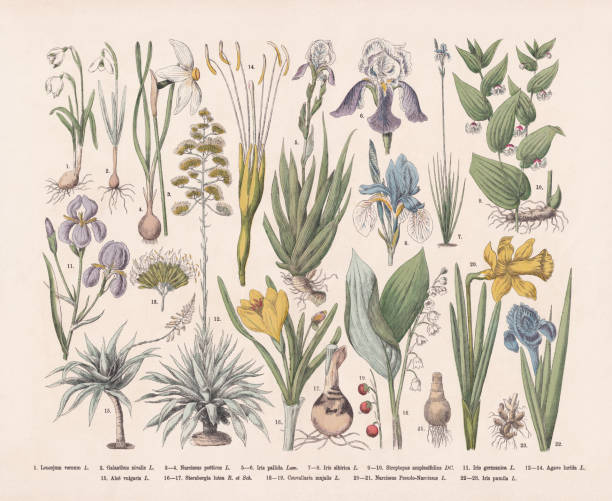 ilustraciones, imágenes clip art, dibujos animados e iconos de stock de plantas útiles y ornamentales, grabado en madera coloreado a mano, publicado en 1887 - daffodil stem yellow spring