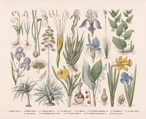полезные и декоративные растения, гравюра на дереве ручной раскраски, опубликованная в 1887 году - daffodil stem yellow spring stock illustrations