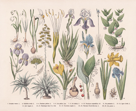 Useful and ornamental plants: 1) Spring snowflake (Leucojum vernum); 2) Snowdrop (Galanthus nivalis); 3-4) Poet's daffodil (Narcissus poeticus); 5-6) Dalmatian iris (Iris pallida); 7-8) Siberian iris (Iris sibirica); 9-10) Twistedstalk (Streptopus amplexifolius); 11) German bearded iris (Iris x germanica); 12-14) Agave (Agave lurida); 15) Aloe vera (or Aloe vulgaris); 16-17) Winter daffodil (Sternbergia lutea); 18-19) Lily of the valley (Convallaria majalis); 20-21) Wild daffodil (Narcissus Pseudonarcissus); 22-23) Pygmy iris (Iris pumila). Hand-colored wood engraving, published in 1887.