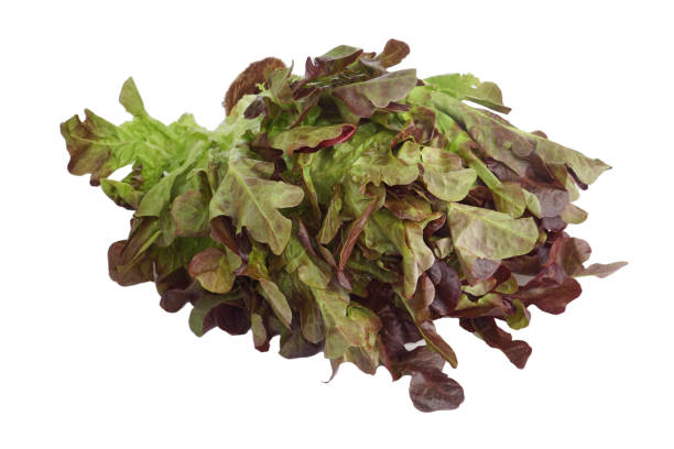 istock Fresh vegetables Red oak lettuce isolated on white background 1391033530