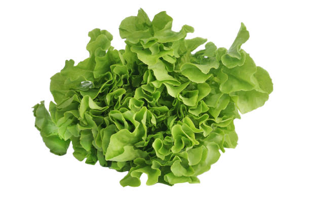 istock Fresh vegetables Green oak lettuce isolated on white background 1391033531