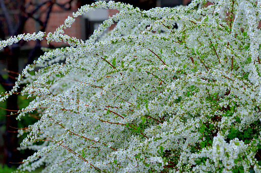 Spiraea thunbergii, also called Thunberg’s meadowsweet, baby’s breath spirea, Thunberg epirea, breath of spring spirea, is a dense, twiggy, upright, deciduous shrub with wiry, outward-arching branching. Native to Japan and China, it is particularly noted for its early spring bloom, April before foliage, of tiny white flowers in clusters.