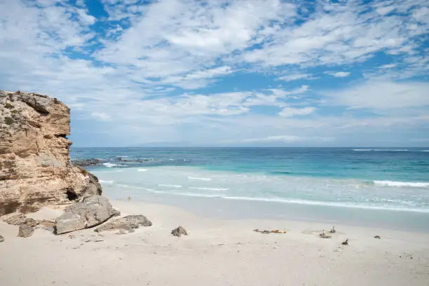 Seals having a rest on the beach at Seal Bay, Kangaroo Island, South Australia