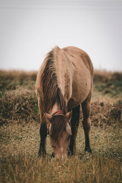 Brown horse Brown horse captured in grass konik stock pictures, royalty-free photos & images