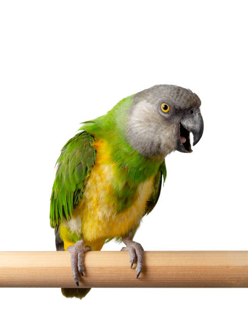 istock Poicephalus Senegal. Senegal parrot perching on a twig on a white background 1391040837