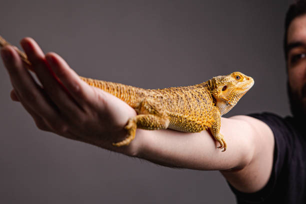 istock Bearded dragon on a human hand 1391041208