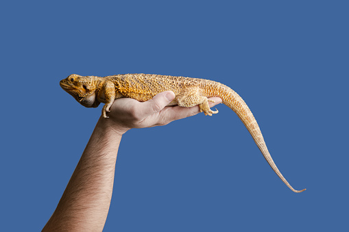 Portrait of a bearded dragon lizard on a human hand.