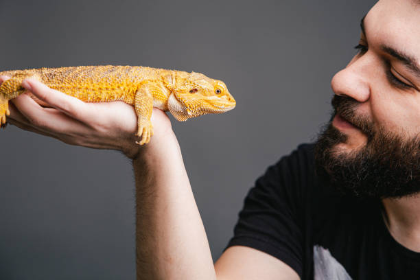 istock Bearded dragon on a human hand 1391041852