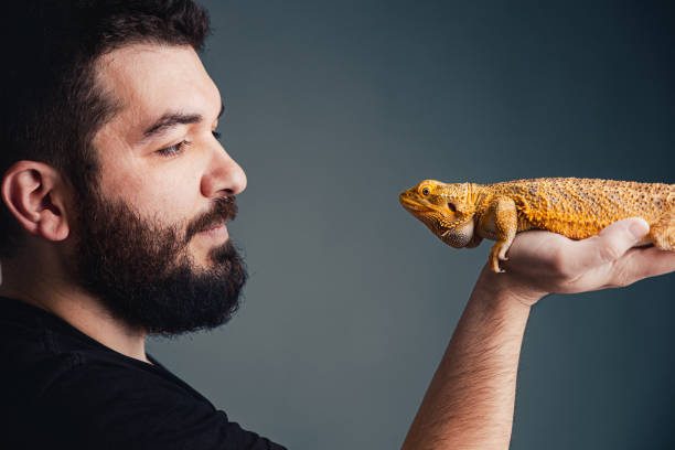 Bearded dragon on a human hand