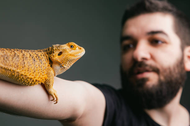 istock Bearded dragon on a human hand 1391043081