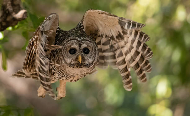istock Barred Owl in Florida 1391043692