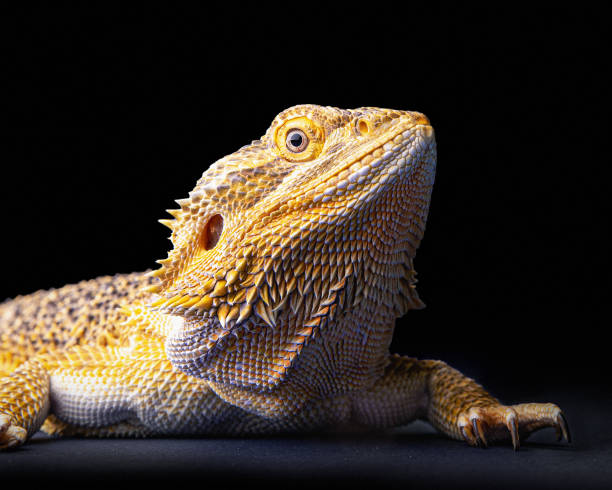 istock Portrait of a bearded dragon 1391044104