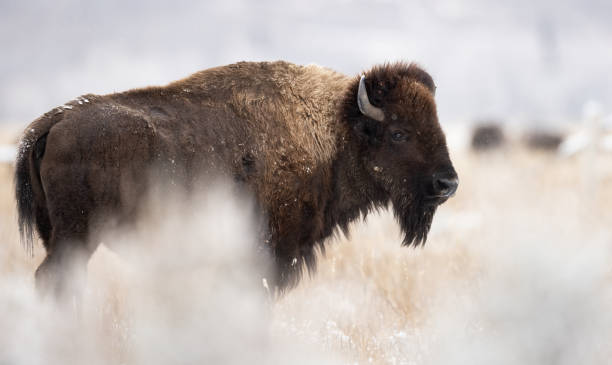 istock American Bison in the Grand Tetons 1391044157