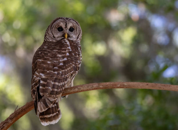 istock Barred Owl in Florida 1391044158