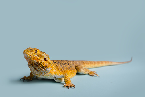 Close up of a bearded dragon on a blue background.