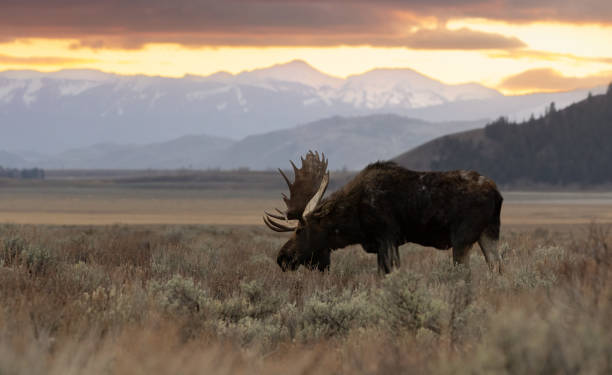 Moose in Grand Teton National Park stock photo