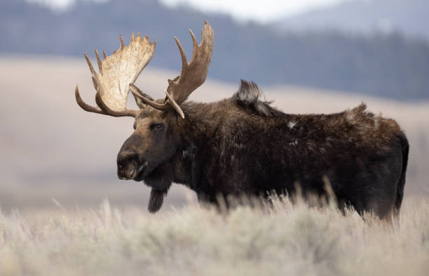 istock Moose in Grand Teton National Park 1391044952