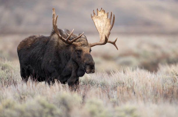 istock Moose in Grand Teton National Park 1391046126