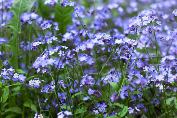 muchas pequeñas flores azules de myosotis crecen juntas una al lado de la otra en el bosque - myosotis sylvatica fotografías e imágenes de stock