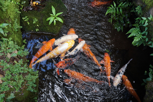 Koi fish in a stream with fern