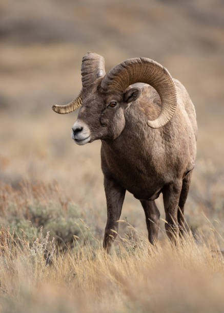 istock Bighorn Sheep in Canada 1391047471