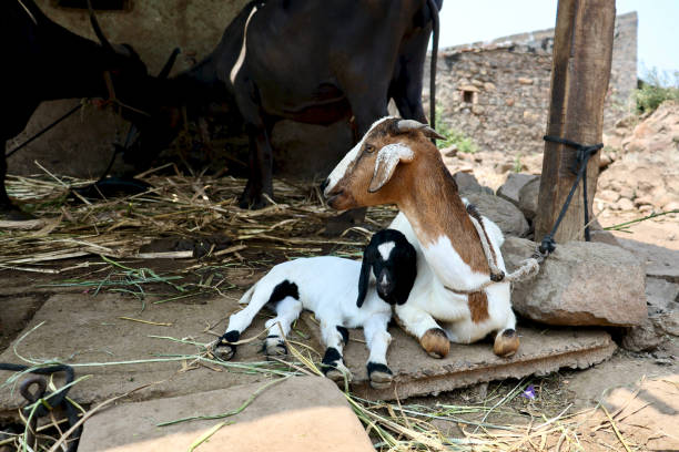 A selective focus of a goat tied in a farmhouse in a village in Belgaum, Karnataka, India.