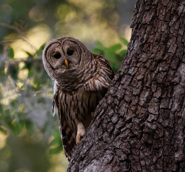 istock Barred Owl in Florida 1391047791