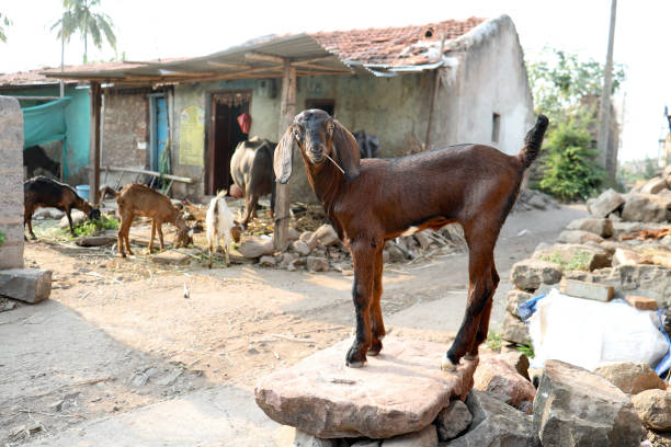istock A Goat in a Farmhouse 1391048039