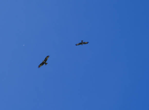 istock Birds of pray hunting 1391048088