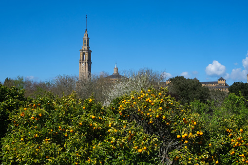 Orange trees in Spain, heavy with fruit and a distant church