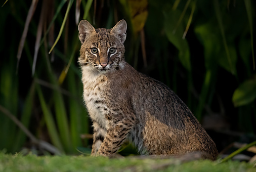 A bobcat in the everglades national park, Florida