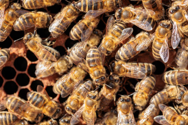 istock Bees working on honey cells. Close up. 1391049677