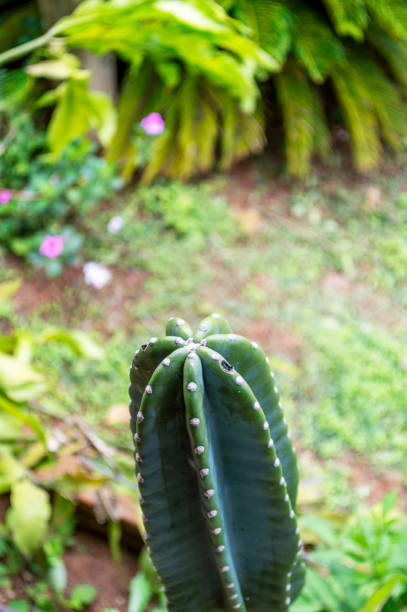 istock aloe vera plant. Cactus. Nature. 1391049713