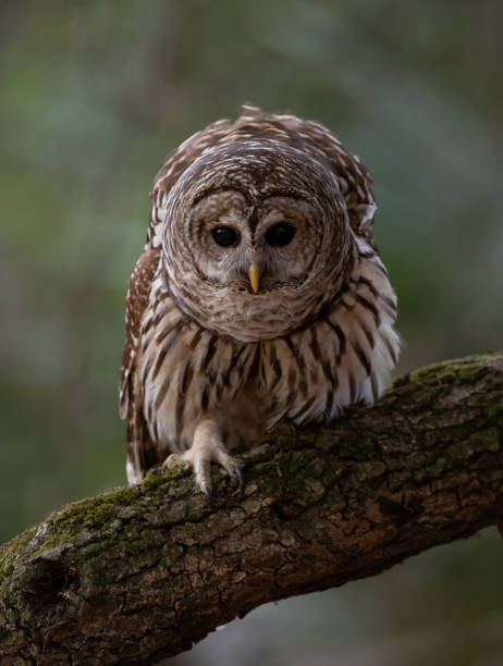 istock Barred Owl in Florida 1391049929