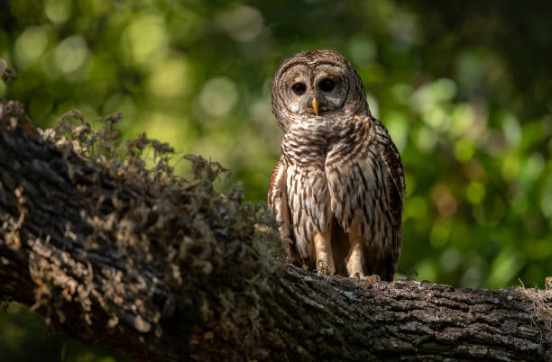 istock Barred Owl in Florida 1391049930